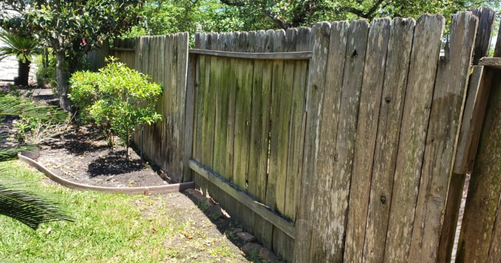 Why Your Wood Fence Turns Gray And How Staining Prevents It 3 Severely weathered gray wooden fence with green mildew and mold growth showing typical Houston humidity damage requiring professional staining