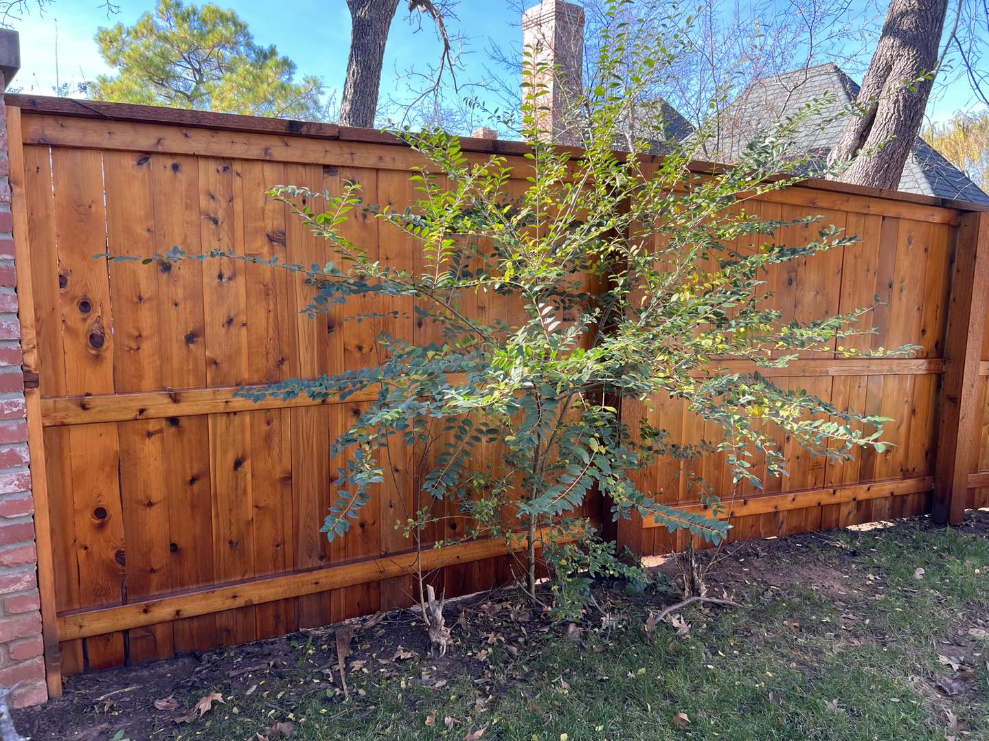 Best Stain for Cedar Fence
